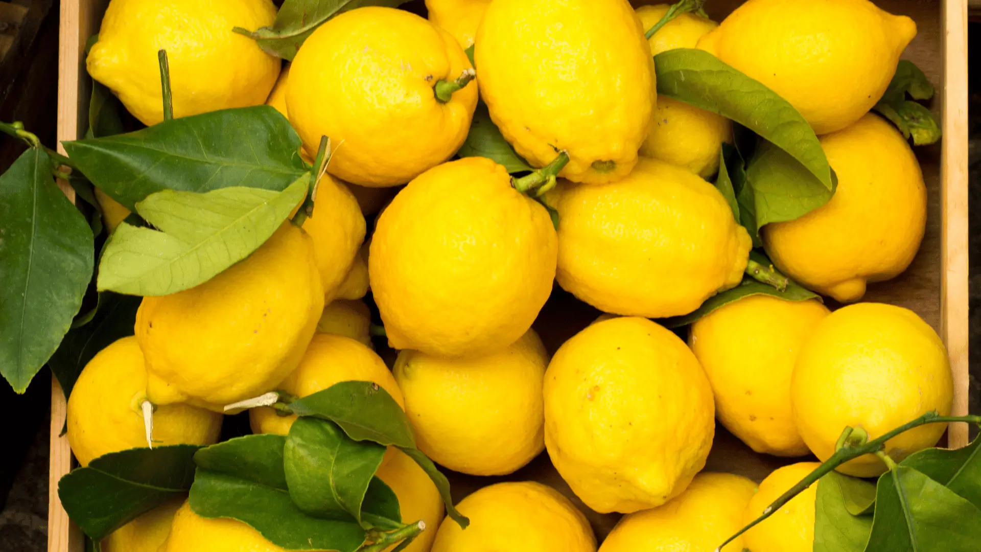 Lemon peel ‘Not fit for consumption’? Post-harvest chemicals and the UV alternative.